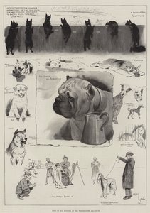 Kaikkien kansakuntien koirat Westminster Aquariumissa